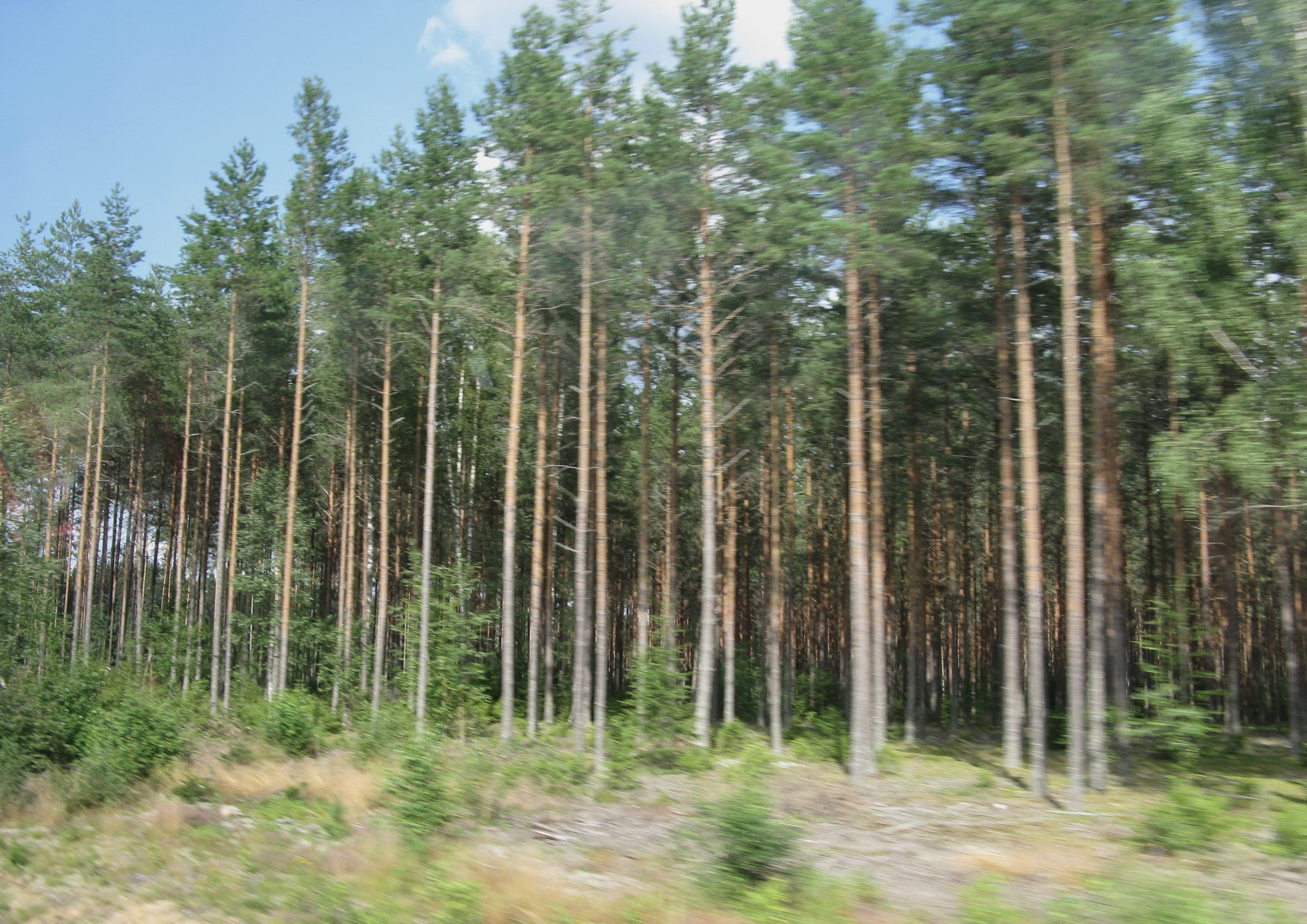 Finnskogleden landscape certificate route preview in Sweden and Norway