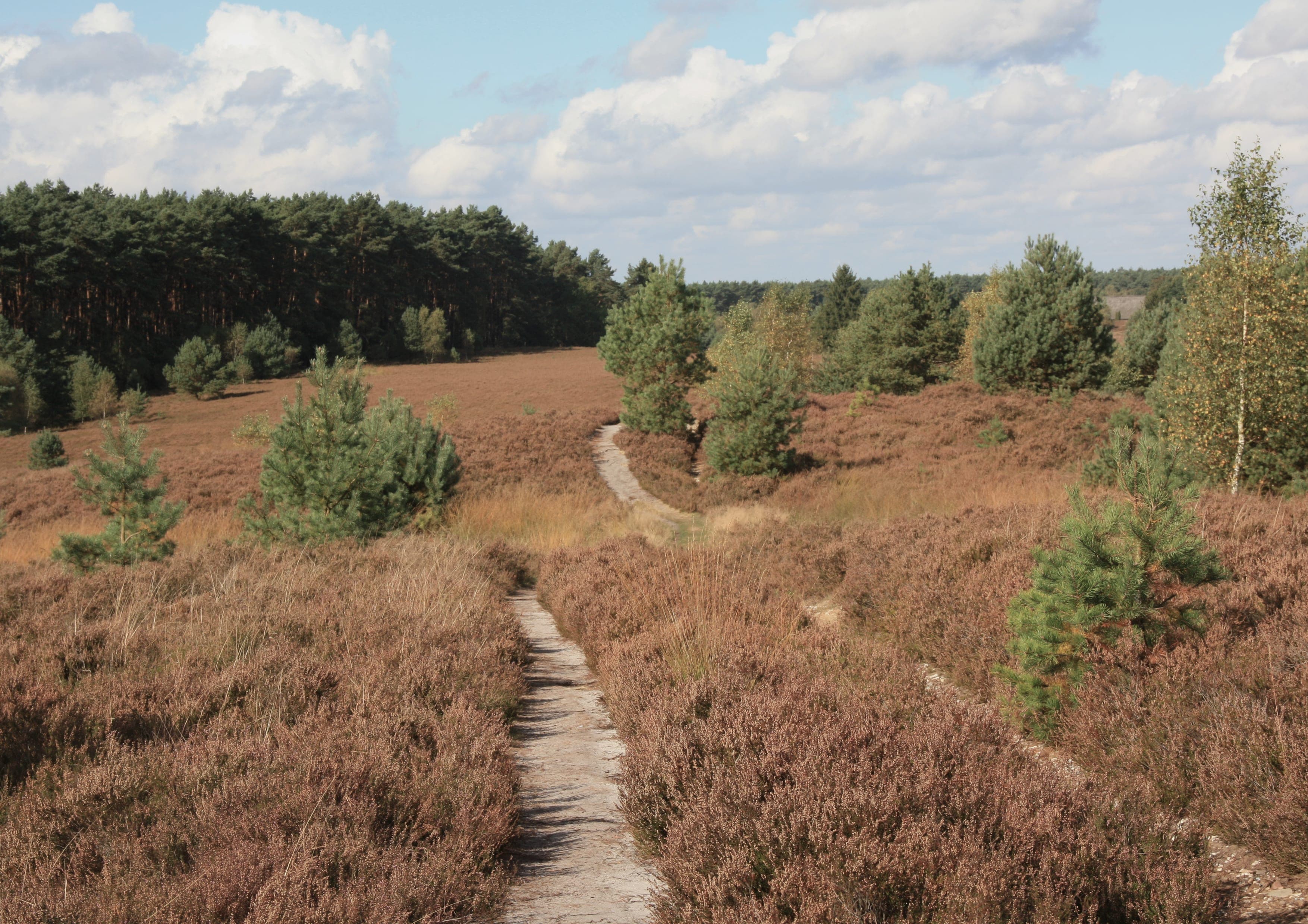 Heidschnuckenweg landscape certificate route preview in Germany
