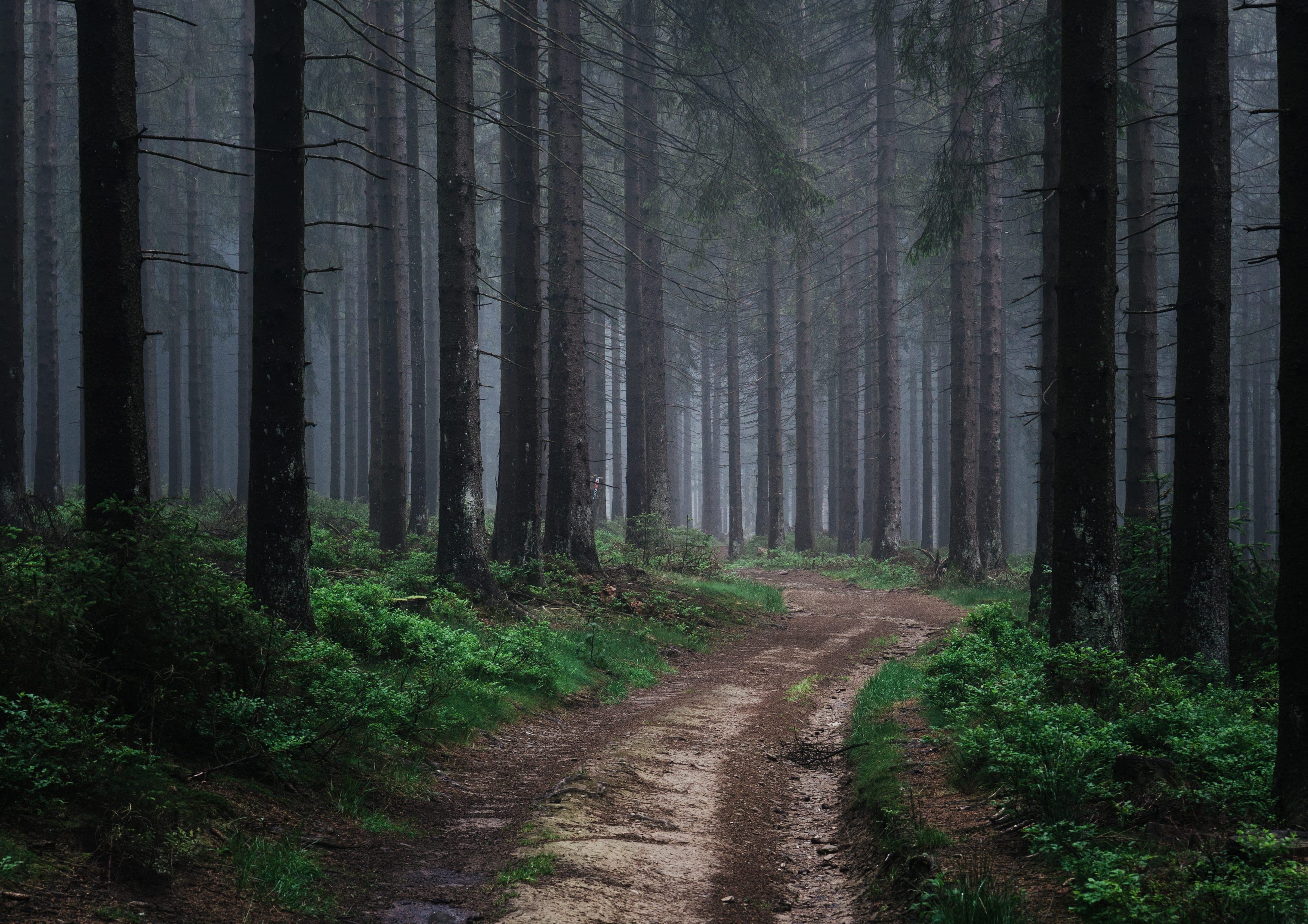 Rothaarsteig landscape certificate route preview in Germany
