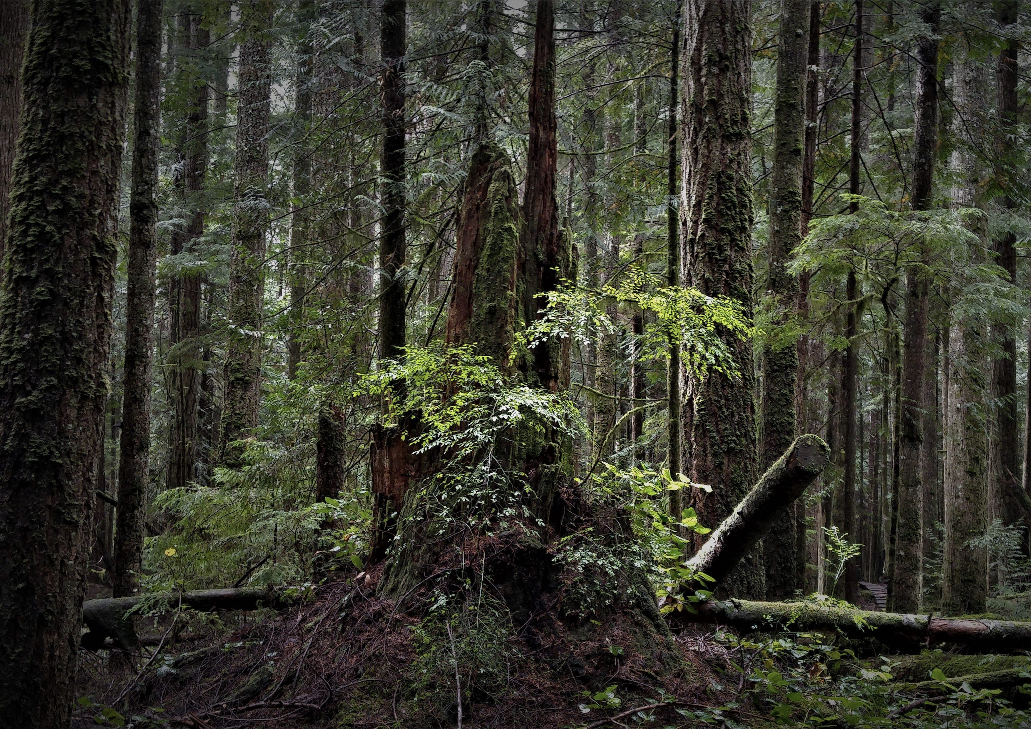 Sunshine Coast Trail landscape certificate route preview in Canada