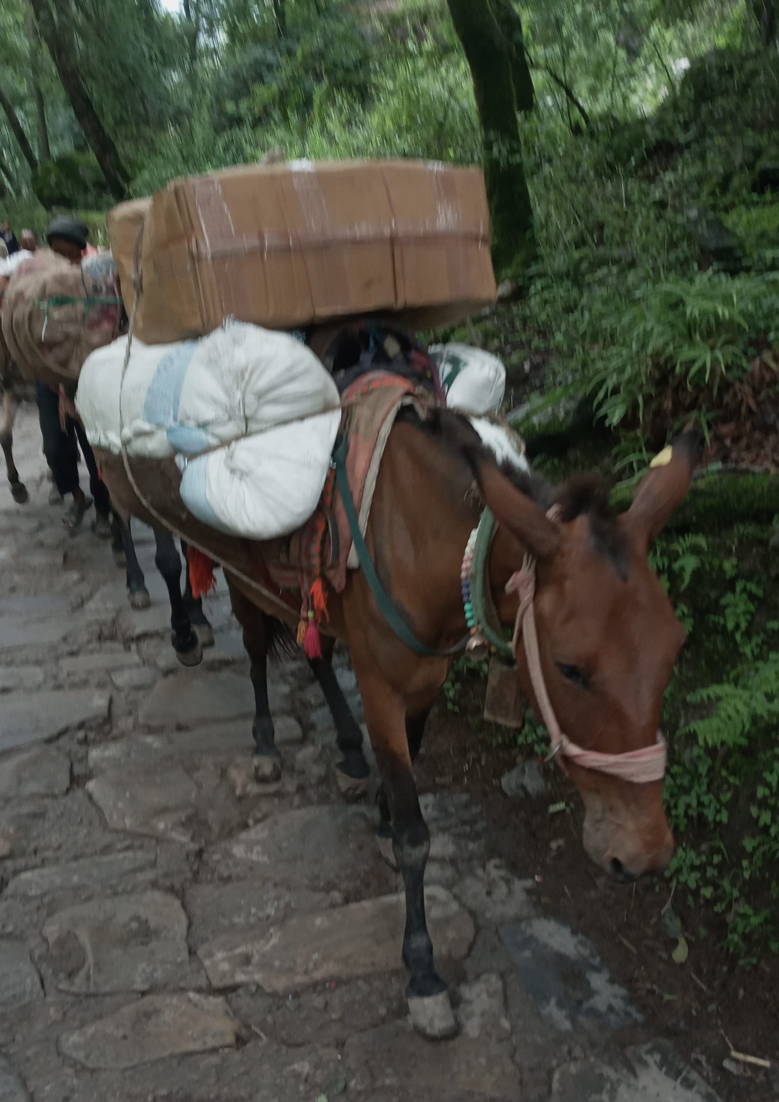 Valley of Flowers Trek landscape certificate route preview in India