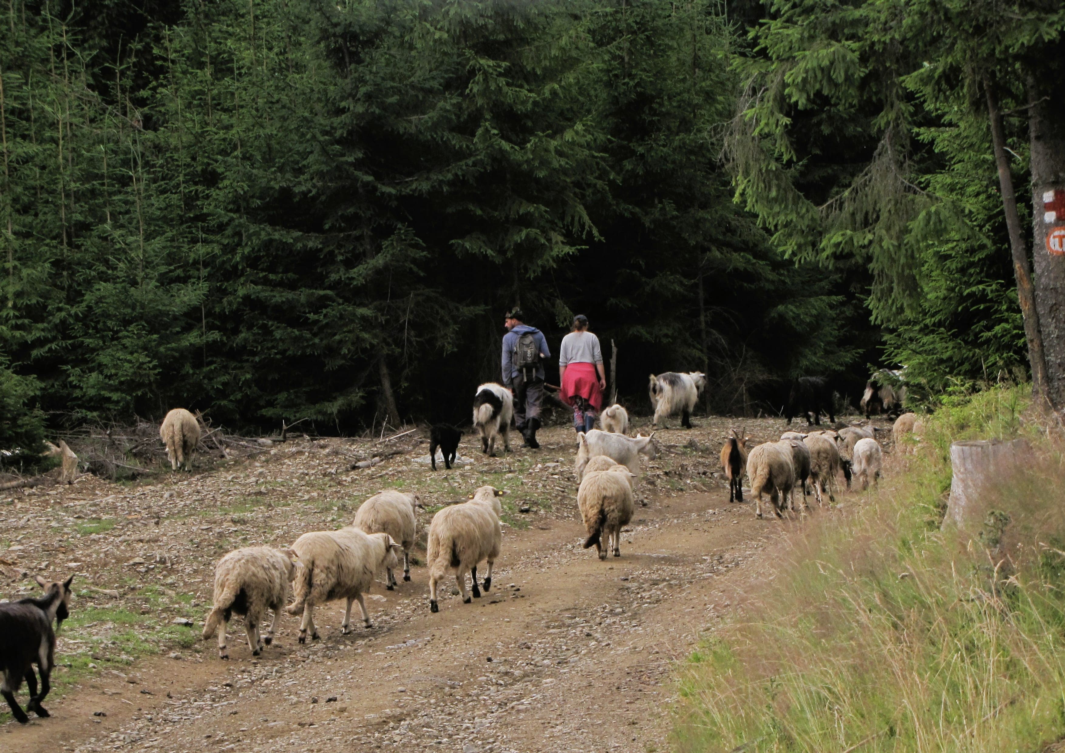 Via Transilvanica landscape certificate route preview in Romania