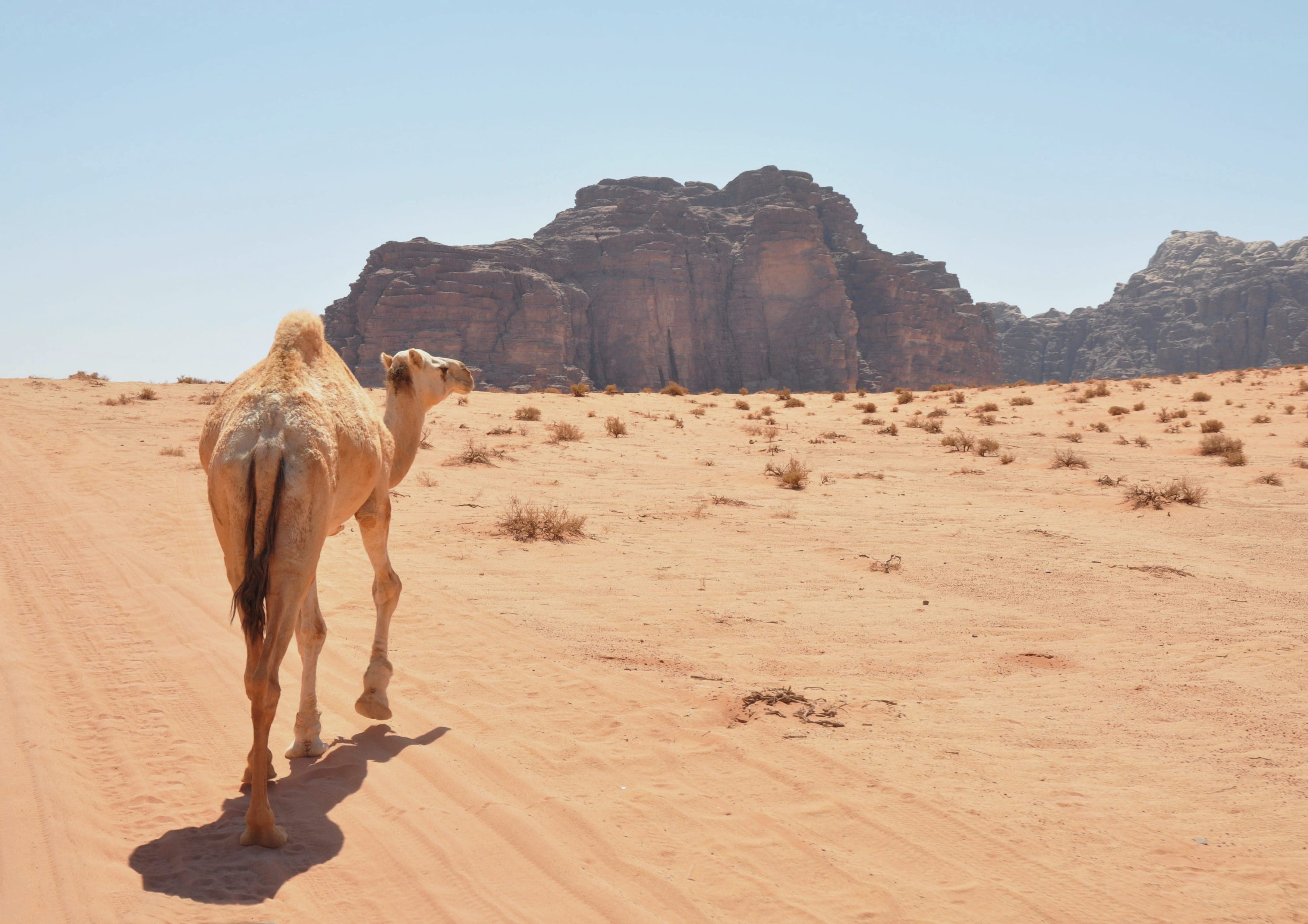 Wadi Rum Traverse landscape certificate route preview in Jordan