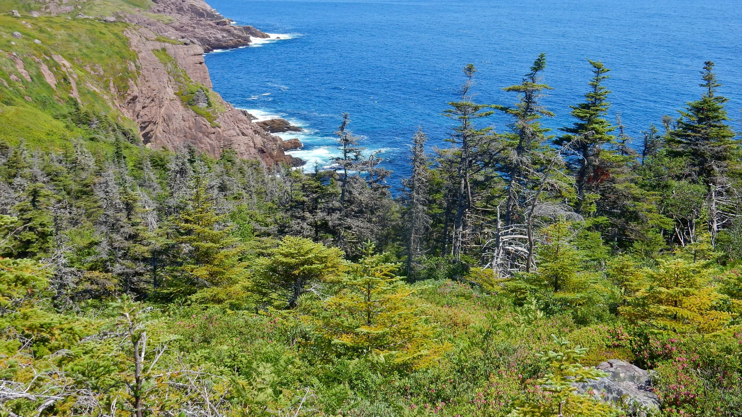 East Coast Trail landscape certificate route preview in Canada