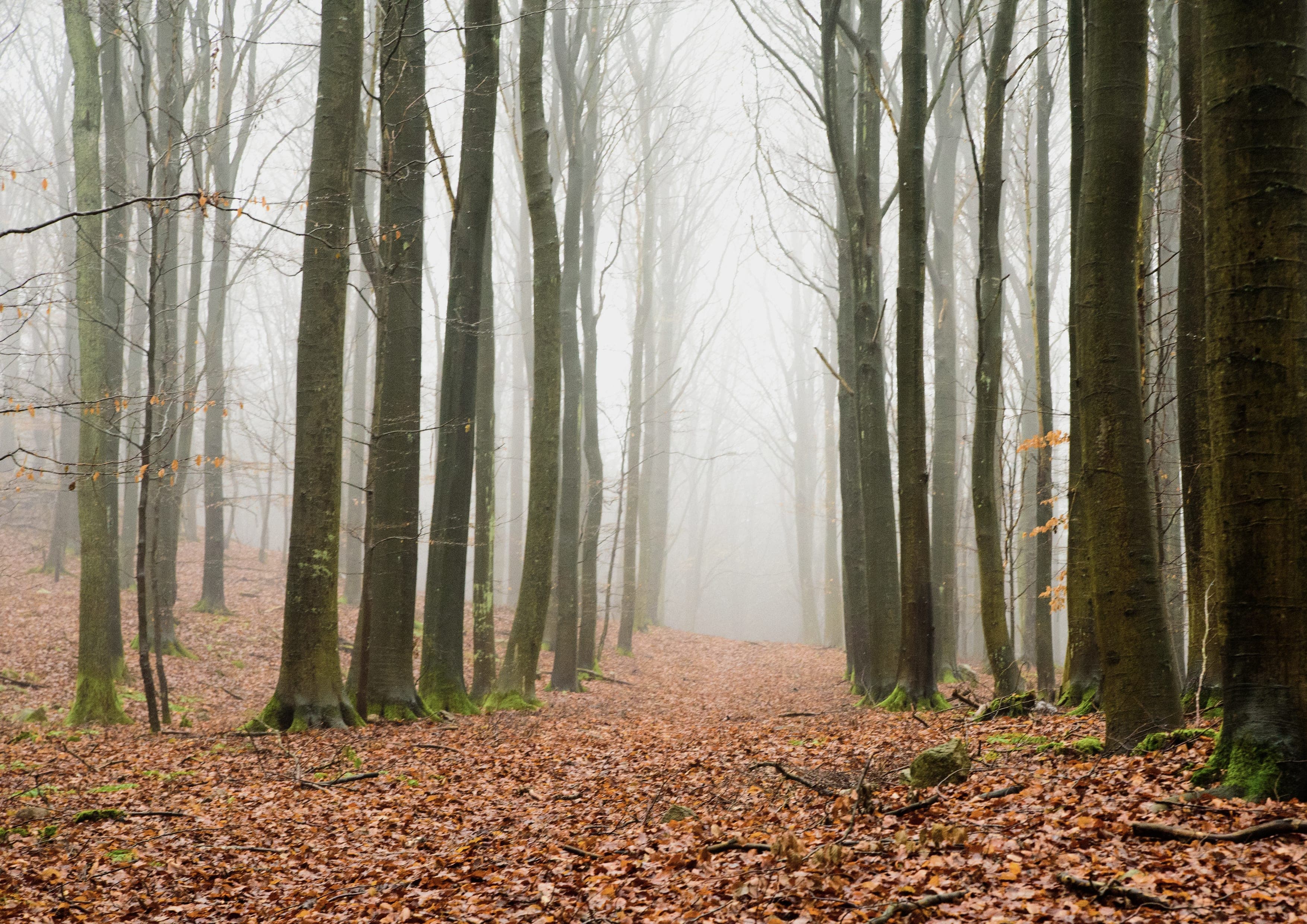 Skåneleden SL2 North to South landscape certificate route preview in Sweden