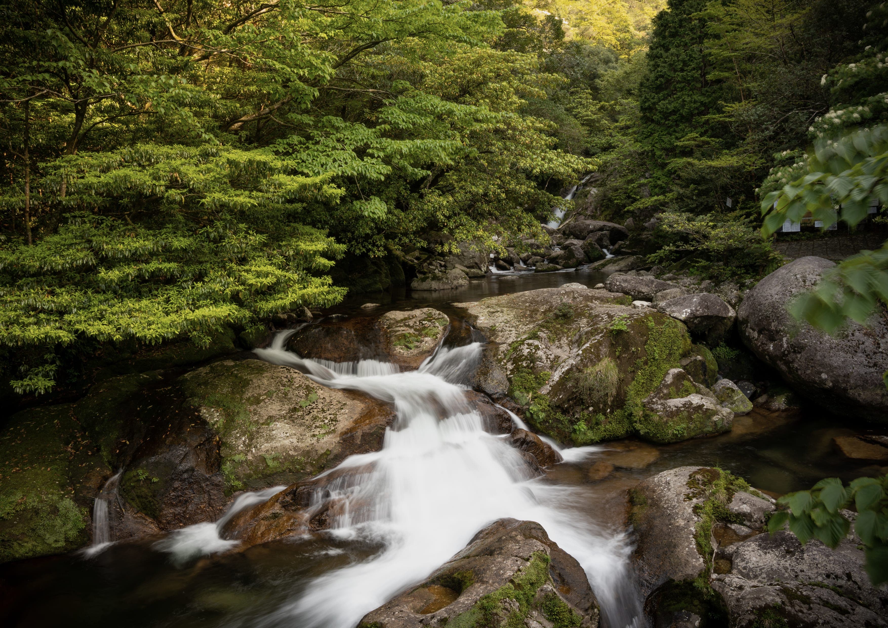 Yakushima Miyanoura-dake Traverse landscape certificate route preview in Japan
